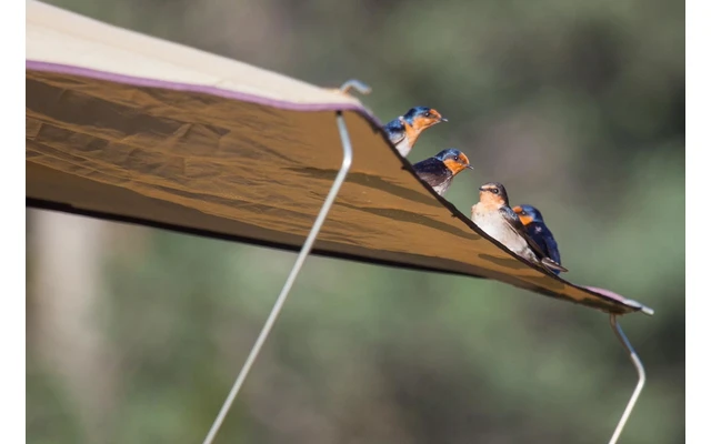 Gordigear Dachzelt Für 2 Personen Mit Staufläche 140 X 240 Cm Grün 4 Gordigear Dachzelt Für 2 Personen Mit Staufläche 140 X 240 Cm Grün – Bild 4